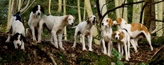 Hunting with hounds pictures by Betty Fold Gallery